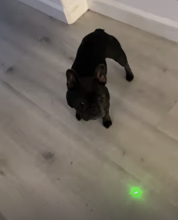 Frenchie chasing laser pointer !!!